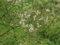 R. multiflora watsoniana